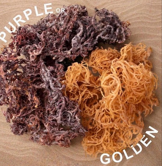 Purple and gold wildcrafted raw sea moss from St. Lucia side by side