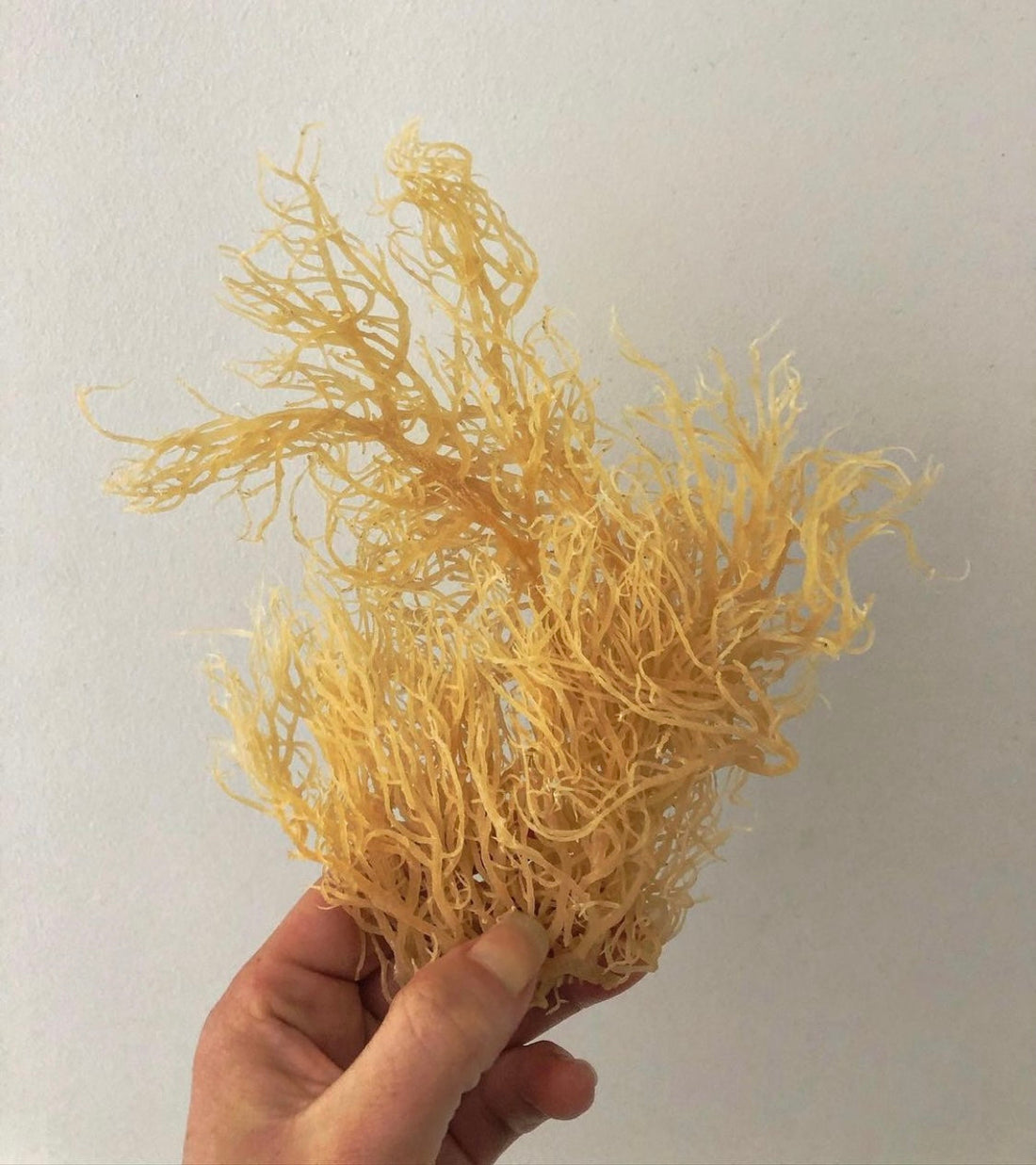 Wildcrafted organic sea moss gel from St. Lucia by Sara's Sea Moss